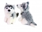 Preview: Husky mini